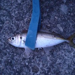 豆サバが湧いていた